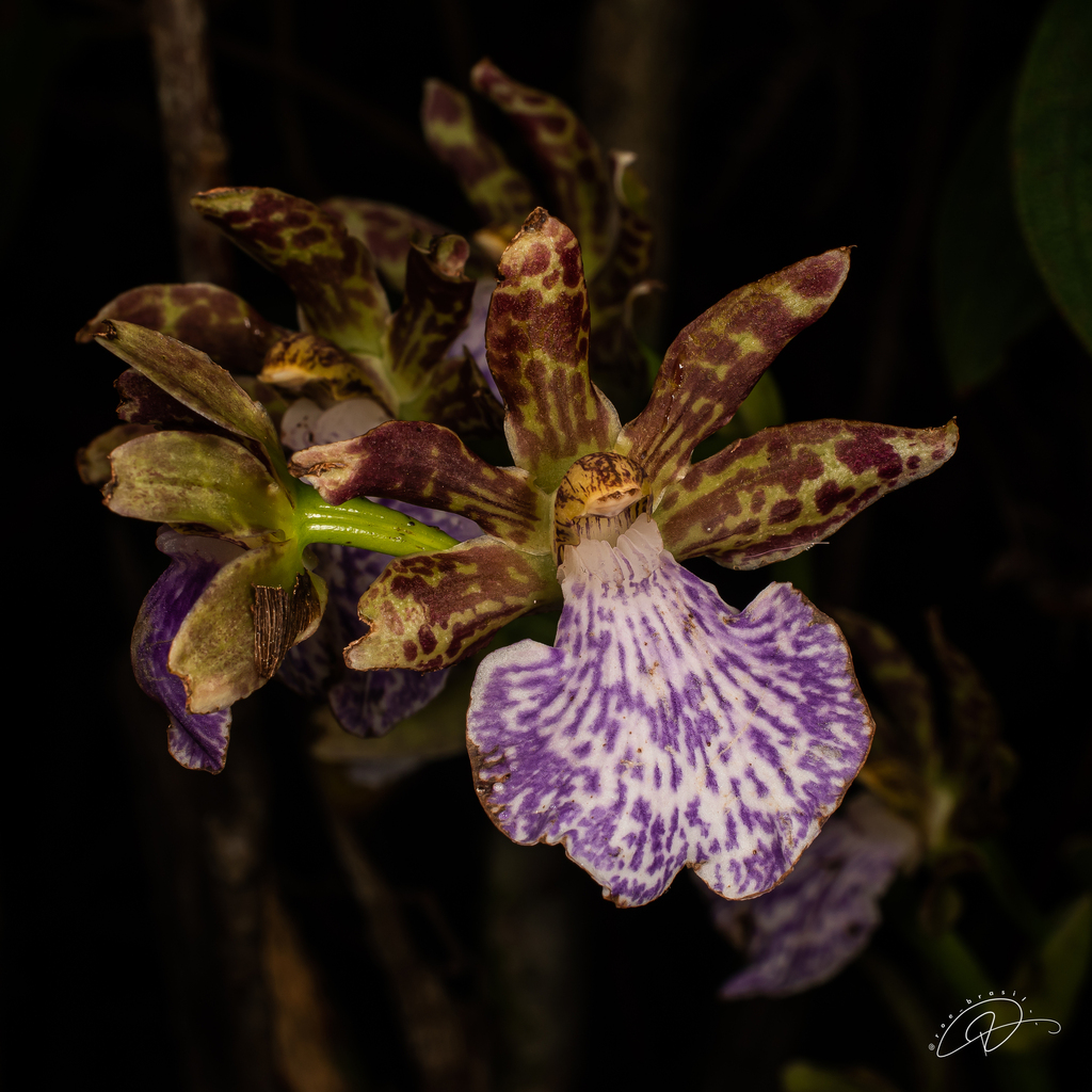 Zygopetalum maculatum subsp. triste