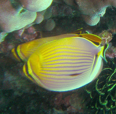 Chaetodon trifasciatus