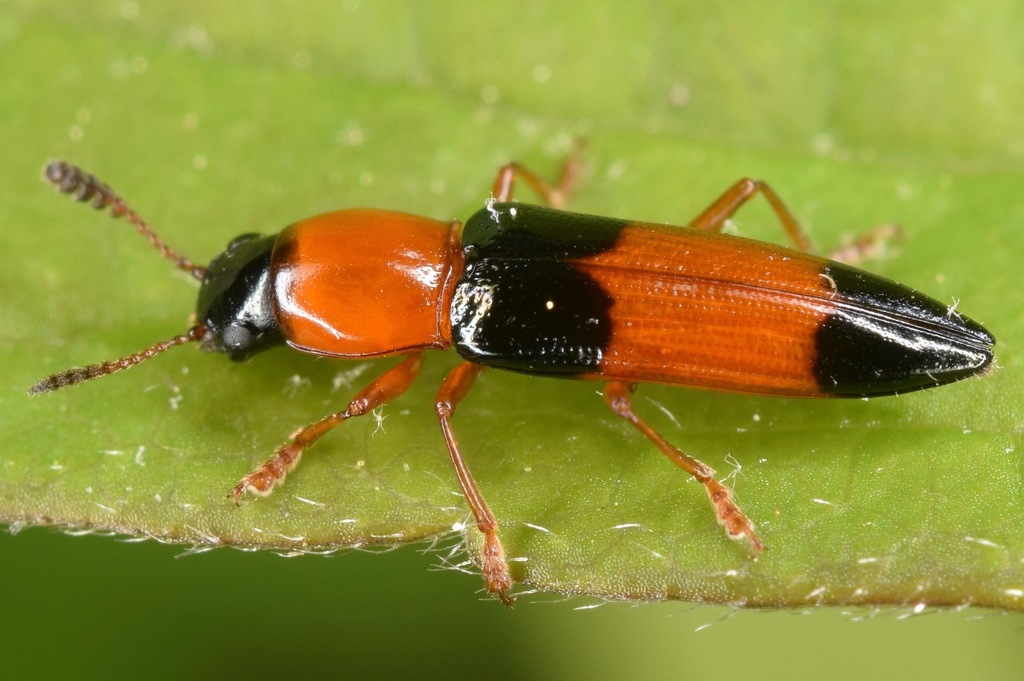 Languria trifasciata