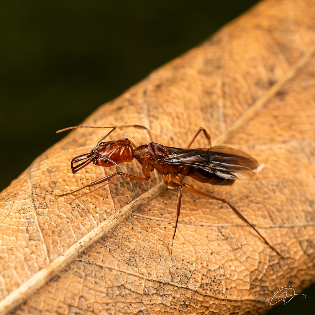 Odontomachus affinis
