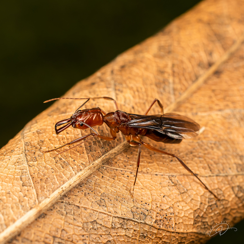 Odontomachus affinis
