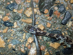 Mastigodryas pulchriceps