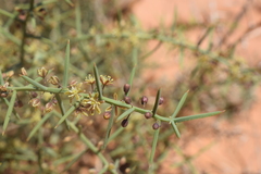 Asparagus horridus image