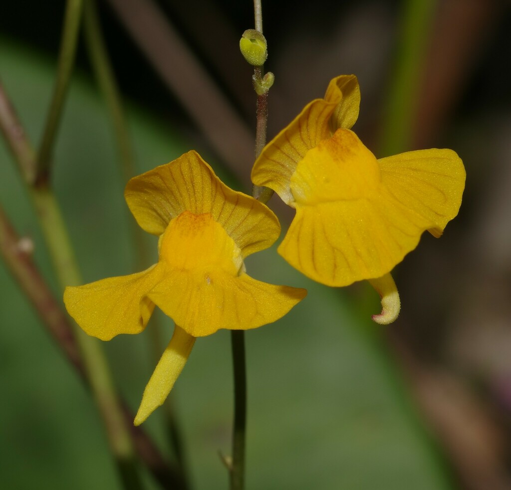 Utricularia hispida