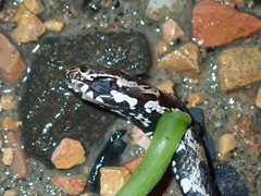 Mastigodryas pulchriceps