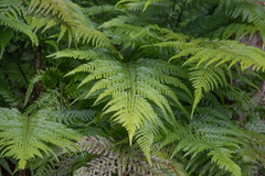 Microlepia strigosa