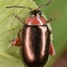 Disonycha collata - Photo (c) skitterbug, some rights reserved (CC BY), uploaded by skitterbug