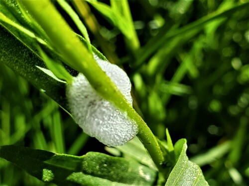 iNaturalist observation photo of Spittlebugs and Froghoppers