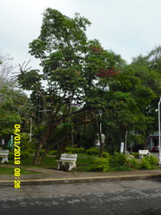 Heptapleurum actinophyllum