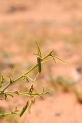 Ononis angustissima subsp. polyclada image