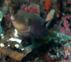 Canthigaster compressa