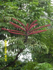 Heptapleurum actinophyllum