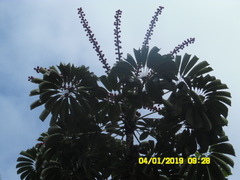 Heptapleurum actinophyllum