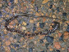 Mastigodryas pulchriceps