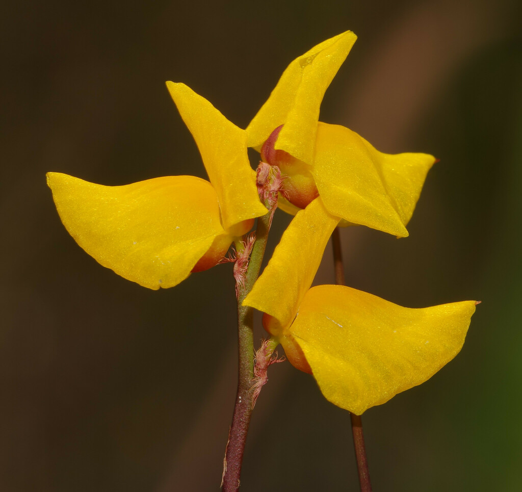 Utricularia sandwithii P.Taylor