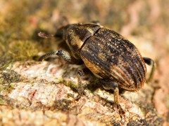 Psepholax