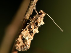 Lysiphragma epixyla