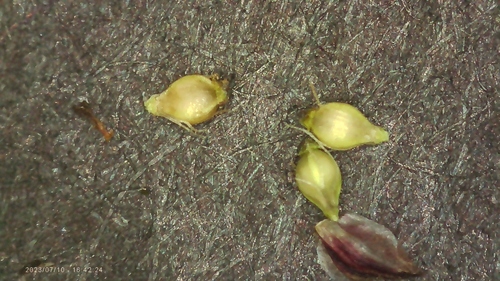 Image of Eleocharis baldwinii by no rights reserved