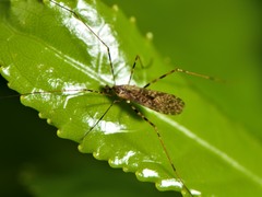 Amphineurus hudsoni