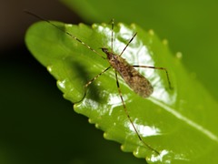 Amphineurus hudsoni