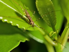 Amphineurus hudsoni