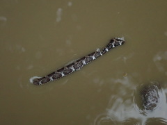 Mastigodryas pulchriceps