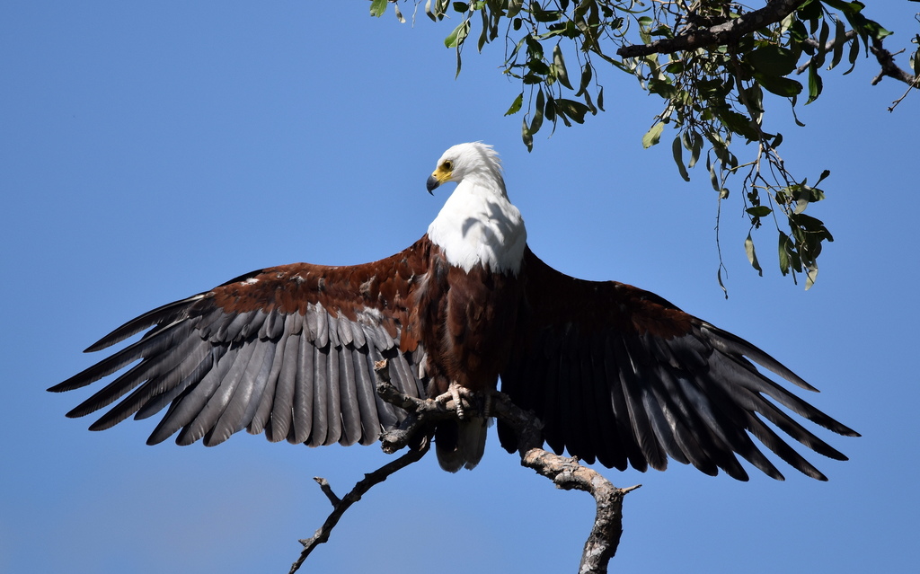 African Fish Eagle