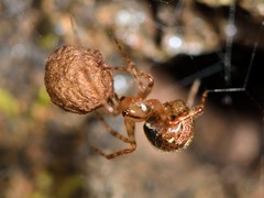 Theridion zantholabio