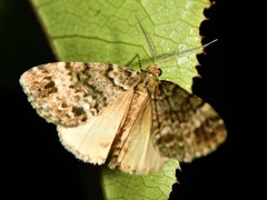 Pseudocoremia indistincta