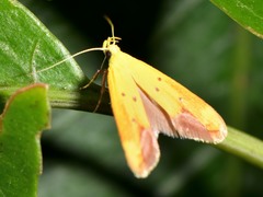 Gymnobathra flavidella