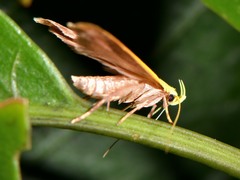Gymnobathra flavidella