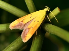 Gymnobathra flavidella