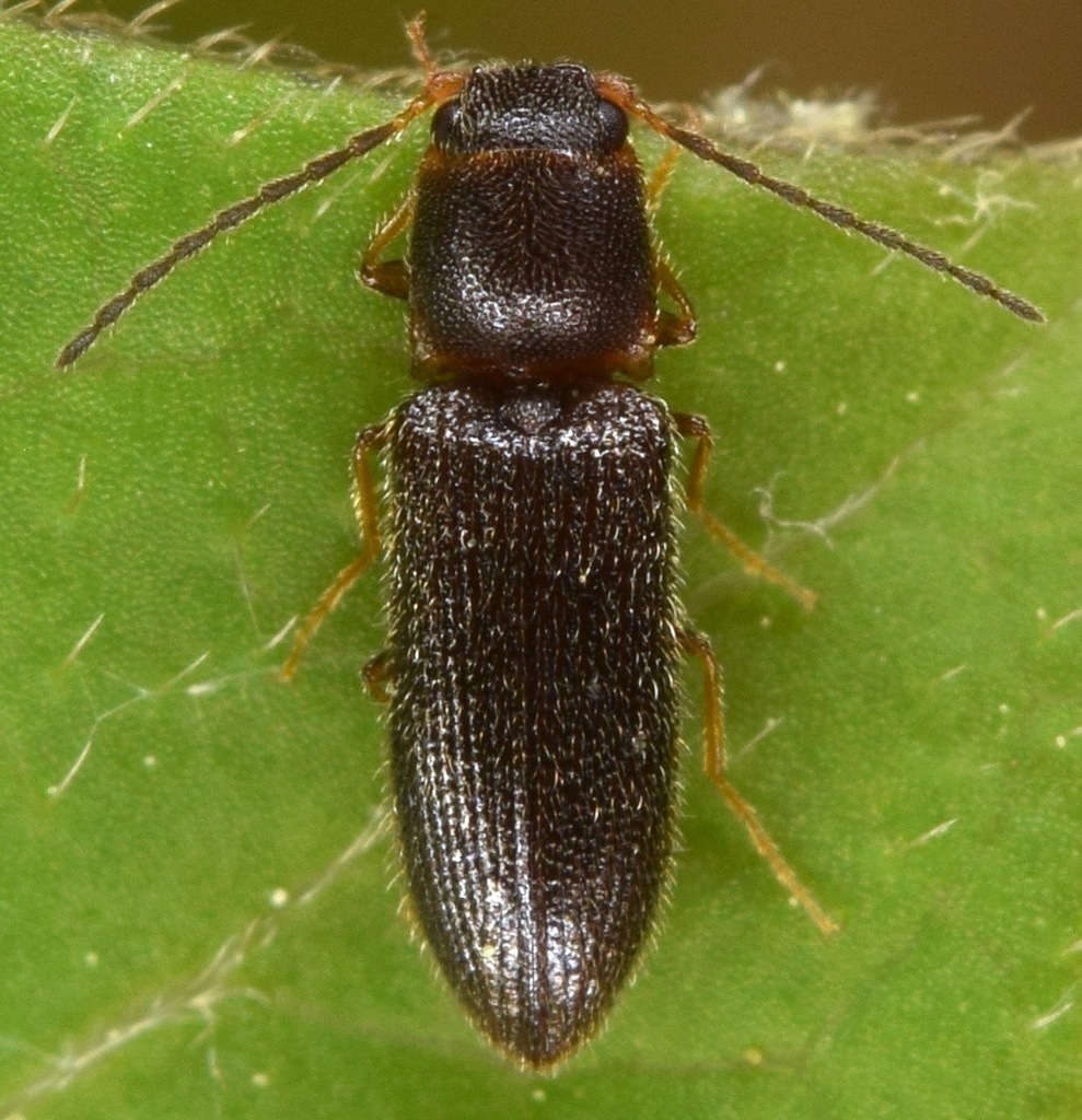 Tetralimonius nimbatus