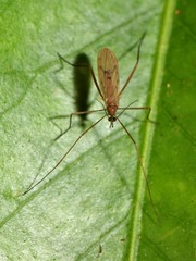 Amphineurus insulsus
