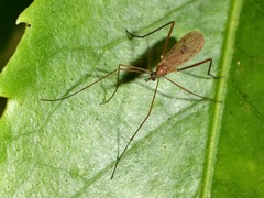 Amphineurus insulsus