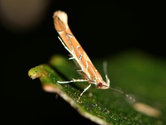 Pyroderces apparitella