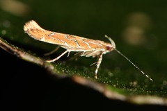 Pyroderces apparitella
