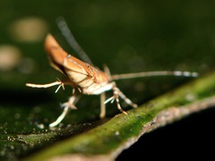 Pyroderces apparitella