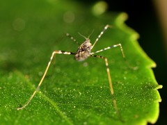 Amphineurus hudsoni