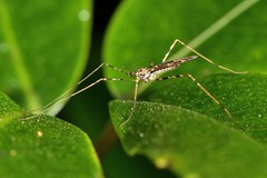Amphineurus hudsoni