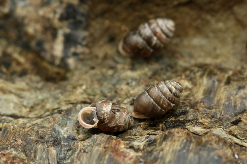 Common Chrysalis-Snail