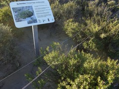 Chuquiraga avellanedae