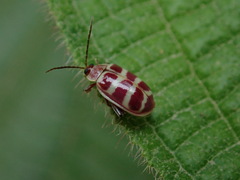 Asphaera quadrifasciata
