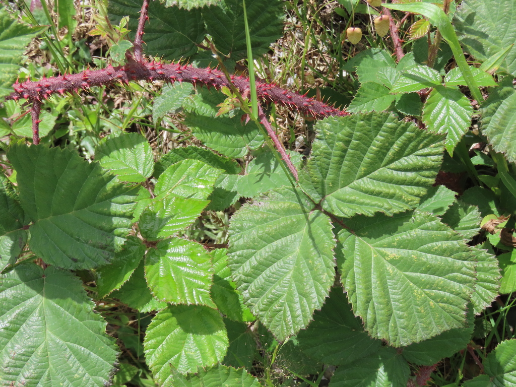 Bramble