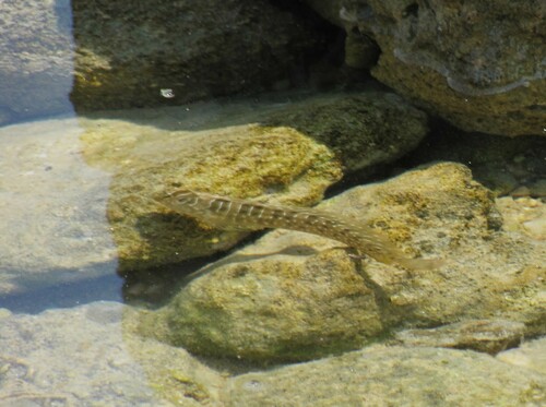 Photo of Peacock blenny (Salaria pavo)