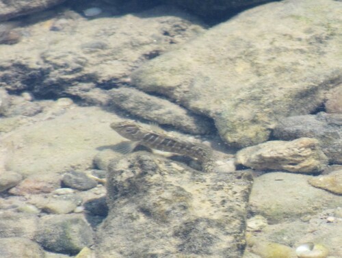 Photo of Peacock blenny (Salaria pavo)