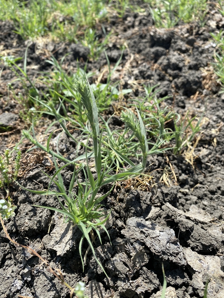 Greene's Tuctoria In May 2023 By Rachel Powell · INaturalist