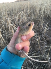 Perognathus