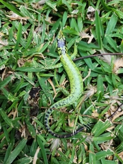 Sanford's Emo Skink photo 4