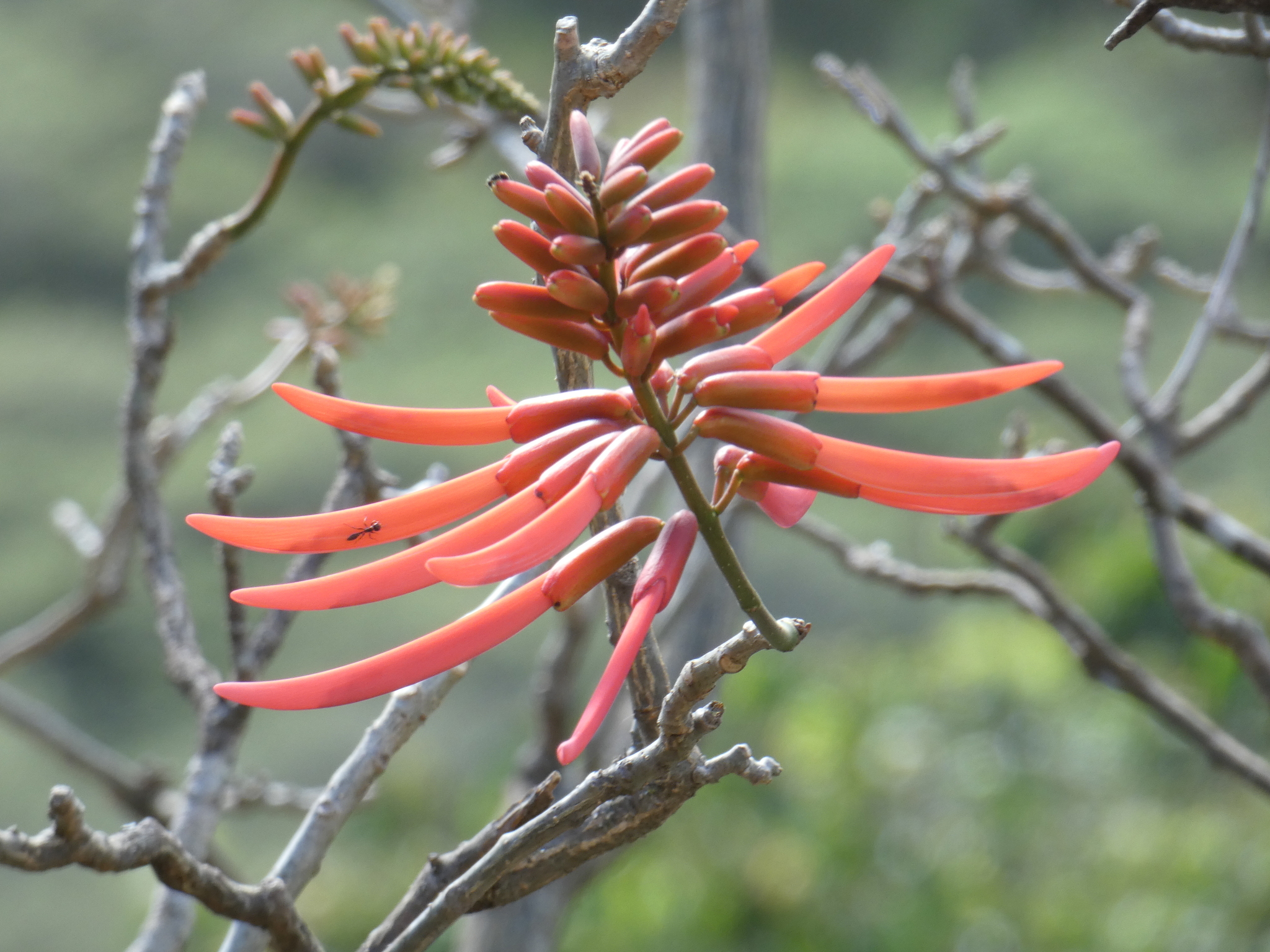 Erythrina image